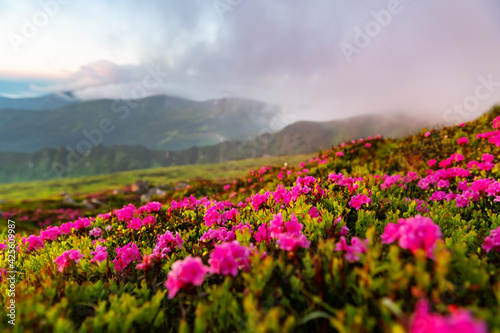 Pink rhododendron flowers in mountains