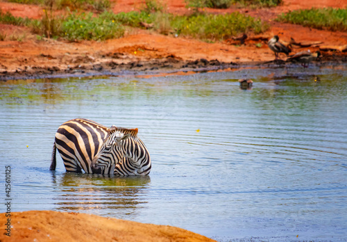 Grevy s zebra standing in the water in a lake. Bathe  cool and drink. It is a wildlife photo in Africa  Kenya  Tsavo East National park.