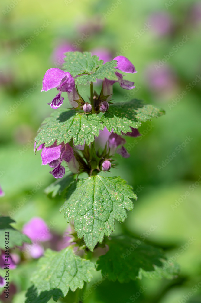 Lamium purpureum wild pink flowering purple dead-nettle flowers in bloom, group of flowering plants