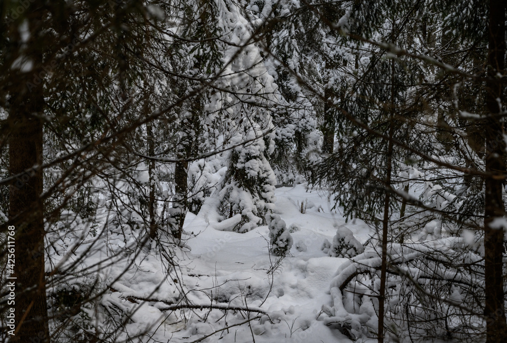 beautiful Christmas tree in the snow. beautiful winter forest. beautiful snowy tree branches beautiful Christmas tree in the snow. beautiful winter forest. beautiful snowy tree branches