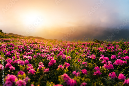 Fototapeta Naklejka Na Ścianę i Meble -  Pink rhododendron flowers in mountains