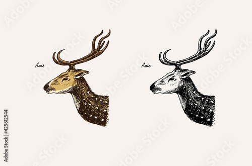 Horn and antlers Animals. Impala, gazelle and greater kudu, fallow deer reindeer, axis and dibatag. Hand drawn engraved sketch