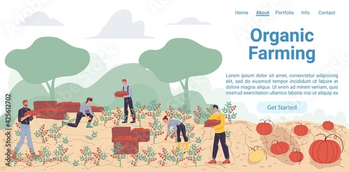 Fototapeta Naklejka Na Ścianę i Meble -  Vector cartoon flat farmer characters harvesting,people workers harvest vegetables in autumn season-natural,organic farming,agriculture concept for web online landing page template,site design