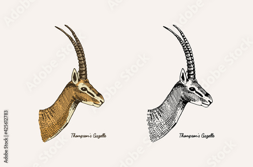 Horn and antlers Animals. Impala, gazelle and greater kudu, fallow deer reindeer, axis and dibatag. Hand drawn engraved sketch