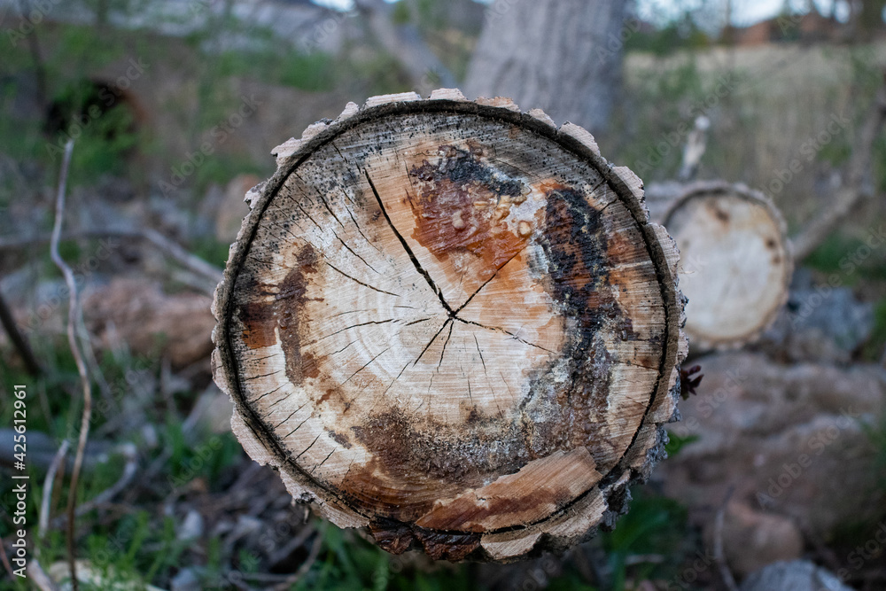 Fototapeta premium cut tree stump