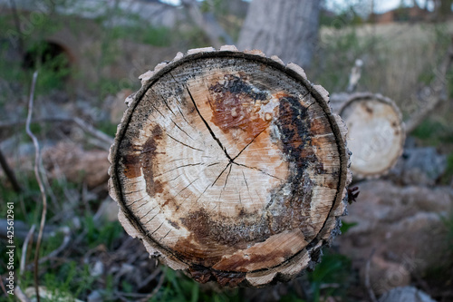 cut tree stump