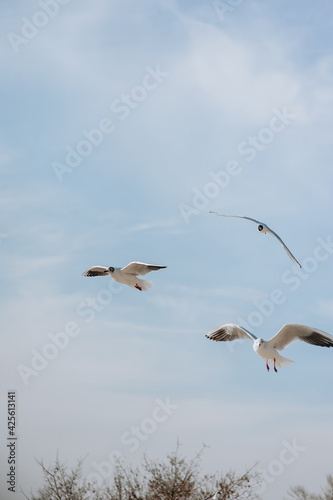 Beautiful large white seagulls fly, soar in the blue sky against the background of clouds and trees in spring, summer.