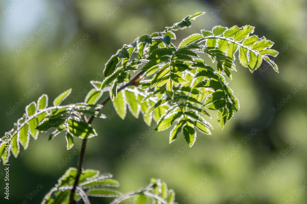 Obraz premium Green bushes with young leaves in the sunset