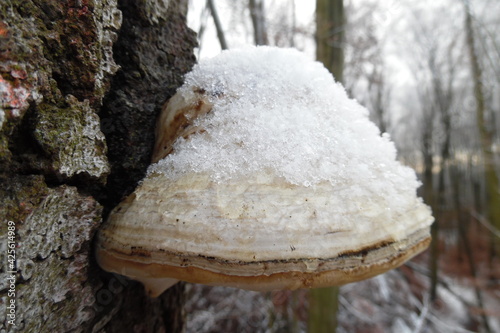 Weißer Pilz pilz auf einem Baum, der einen Schneehut trägt. Mushroom Toadstool flacher Pilz wächst an Baum. Schirmpilz mit Schneehaube im Winter .