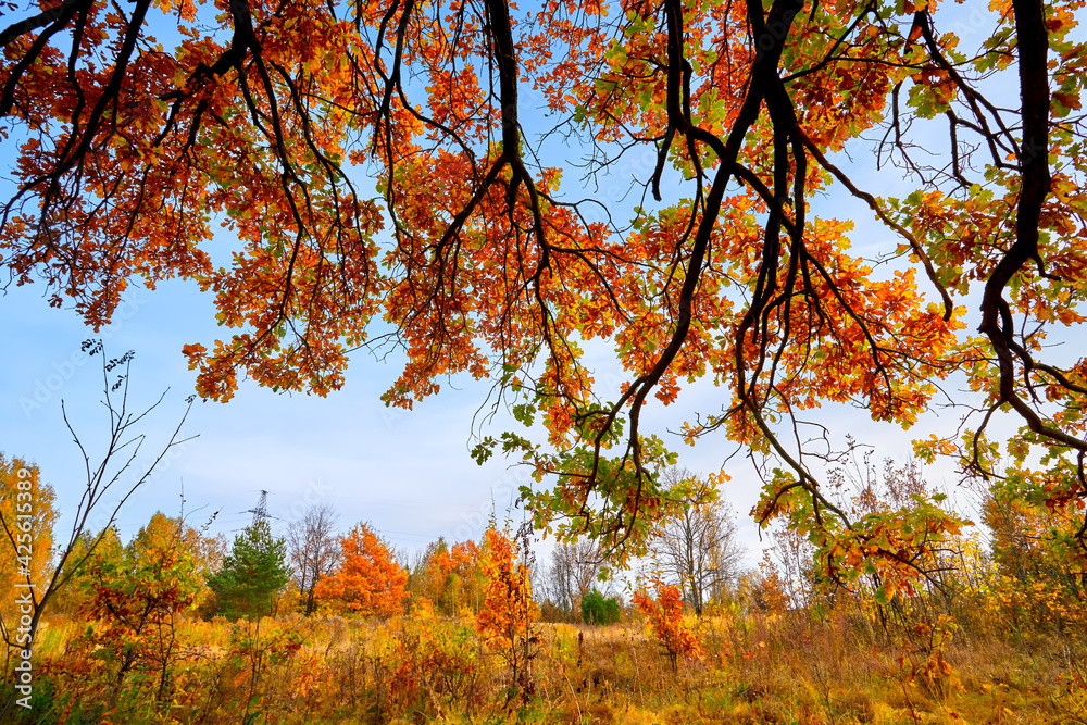Oak tree with orange leaves. Bottom view of the tree crown. Concept of autumn, autumn background