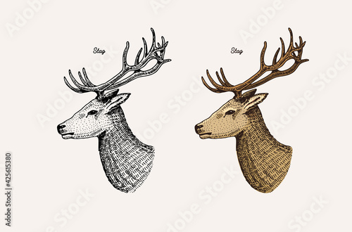 Horn and antlers Animals. Impala, gazelle and greater kudu, fallow deer reindeer, axis and dibatag. Hand drawn engraved sketch