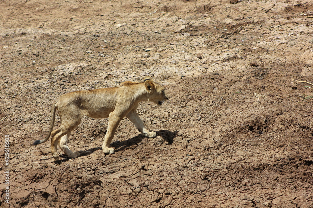 Obraz premium a beautiful lioness walking on the muddy ground in the African jungle