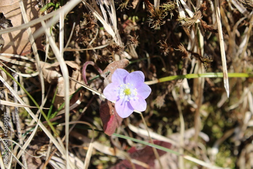 liverwort flower single