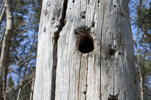 Old tree stump