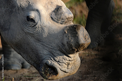 Mutilation of rhino in order to save it