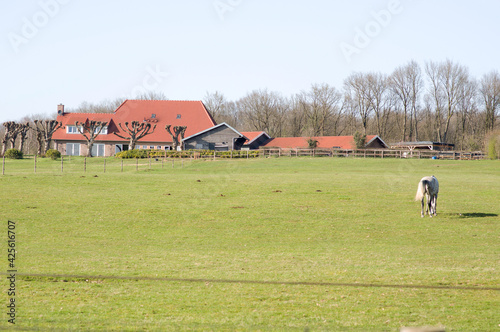 Horse stands in pasture with a farm in the background in Arnhem in the Netherlands