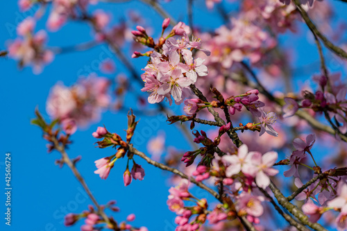 Kirschblüte