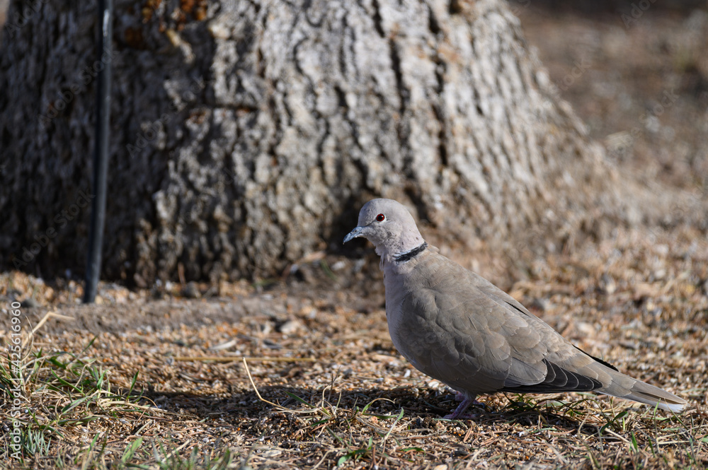 eurasian collared dove feeding eurasian collared dove feeding