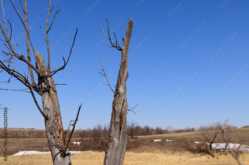 dead tree against the blue sky
