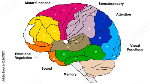 Принти на полотні Brain Brodmann area region of the cerebral cortex wit numbers and descriptions o