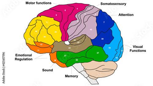 Billede på lærred Brain Brodmann area region of the cerebral cortex wit numbers and descriptions o