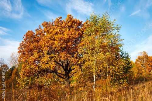 Autumn landscape. Beautiful sunny autumn day. Golden woods and blue sky.