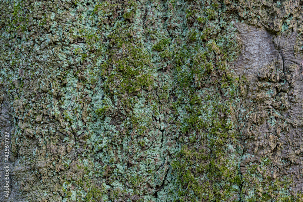 Baum Baum
