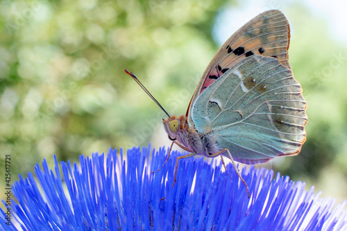 butterfly on a flower