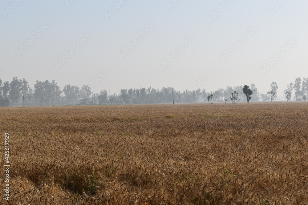 Its a picture taken in an Indian village. A picture of fields in Punjab India.