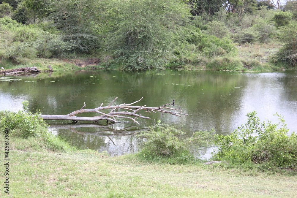 a beautiful lake with a huge branch of tree almost about to fall into a beautiful lake with a huge branch of tree almost about to fall into