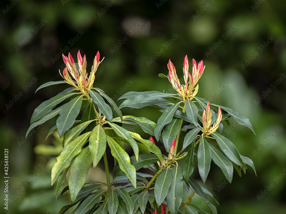 Brightly coloured young leaves of Pieris 'Forest Flame' in spring in the UK against green background