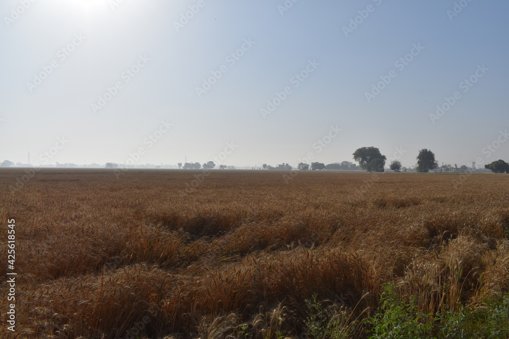Indian fields of an Indian village in Patiala, Punjab, India. Farmers in India works very hard in the fields.