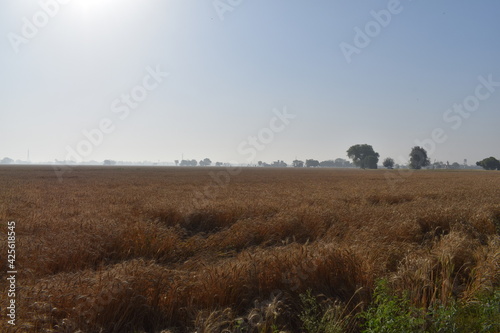 Photography Indian fields of an Indian village in Patiala, Punjab, India