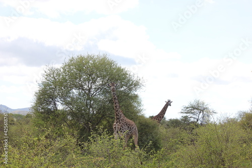Photography giraffes  in the wild