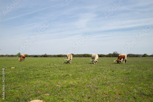 longhorn steers grazing in a field.