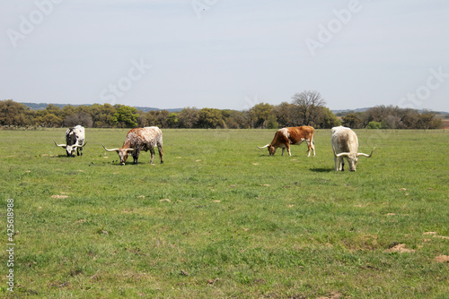 texas longhorns on the prairie.