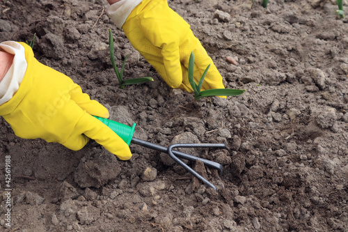 Hands in yellow gloves loosen the soil around spring garlic, top view