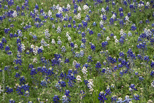 white blue bonnet flowers