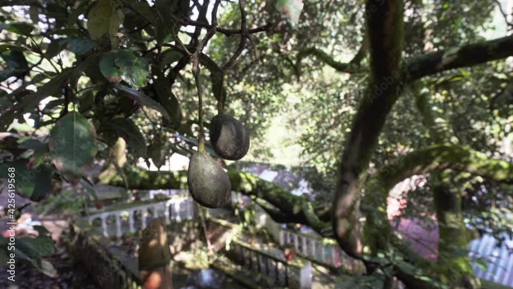 Hanging ripe avocados on branch of organic avocado tree during sunlight in amazon rainforest of