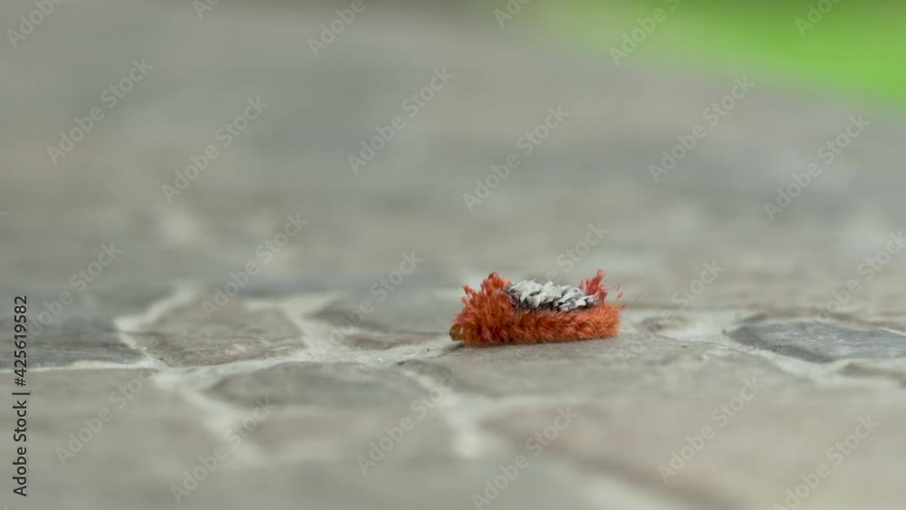 Macro detail shot of red Caterpillar worm with red hairs crawling on stony ground during daytime. Bokeh effect in background. Macro detail shot of red Caterpillar worm with red hairs crawling on stony ground during daytime. Bokeh effect in background.