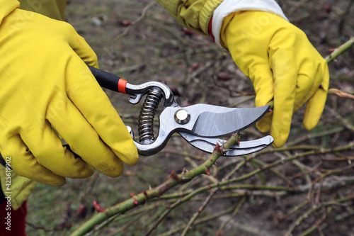 Hands in yellow gloves hold a pruner and a rose branch, close-up-the concept of caring for rose bushes in the spring