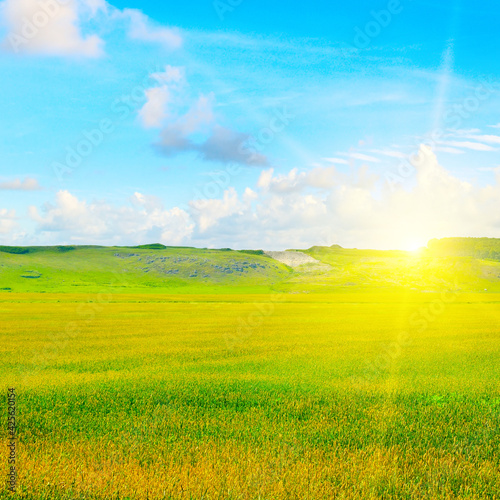 Wheat field and countryside scenery. Hilly terrain.