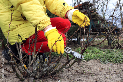 Hands in yellow gloves prune a rose bush with pruning shears, close-up-the concept of caring for rose bushes in the spring