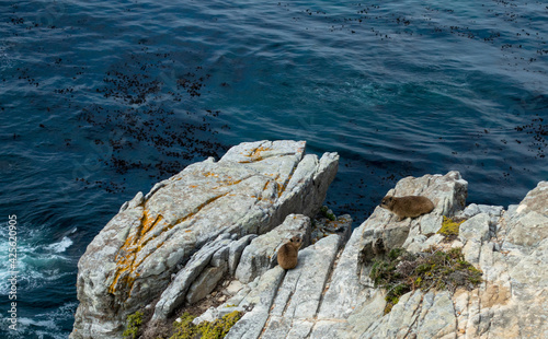 Marmots playing on rock at Cape of Good Hope, Cape Peninsula, South Africa