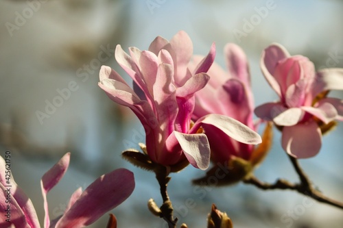 Magnolienblüte im Frühling