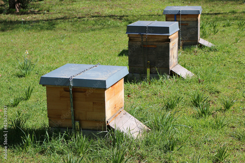 Row of beehives - beekeeping to support pollination, biodiversity and an intact ecosystem (Freiburg, Germany) Row of beehives - beekeeping to support pollination, biodiversity and an intact ecosystem (Freiburg, Germany)