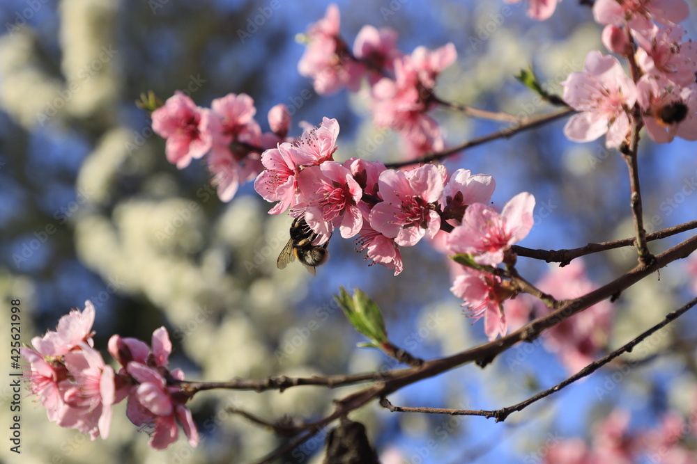 Beautiful Pink Peach Blossoms in a Garden Beautiful Pink Peach Blossoms in a Garden
