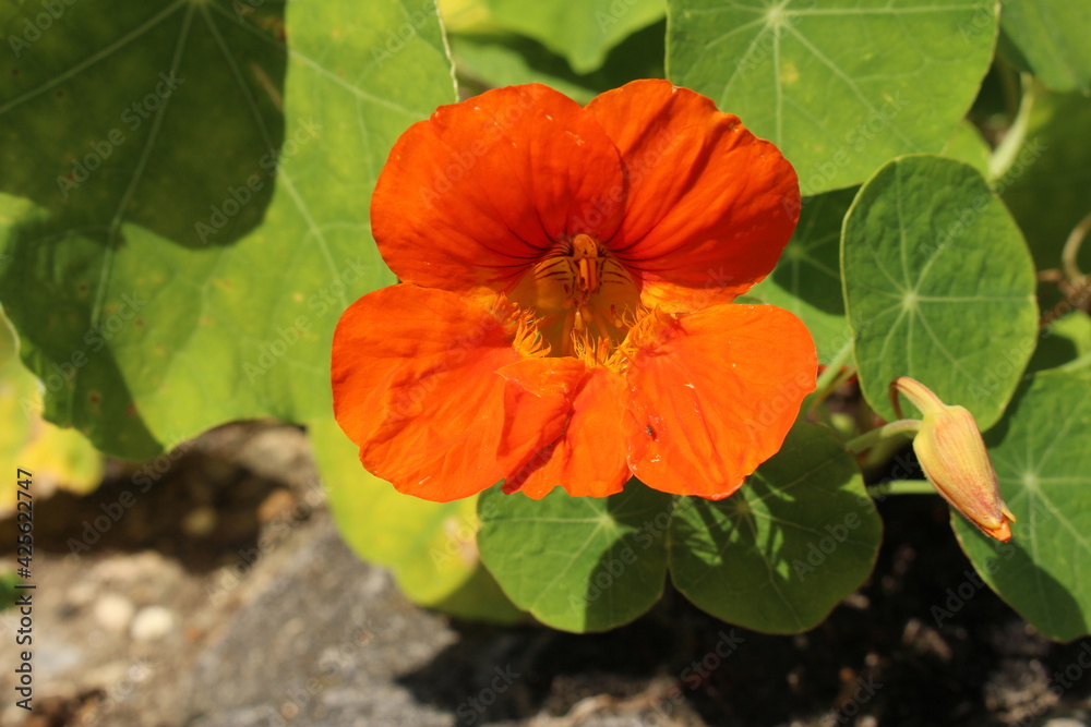 Orange Orange