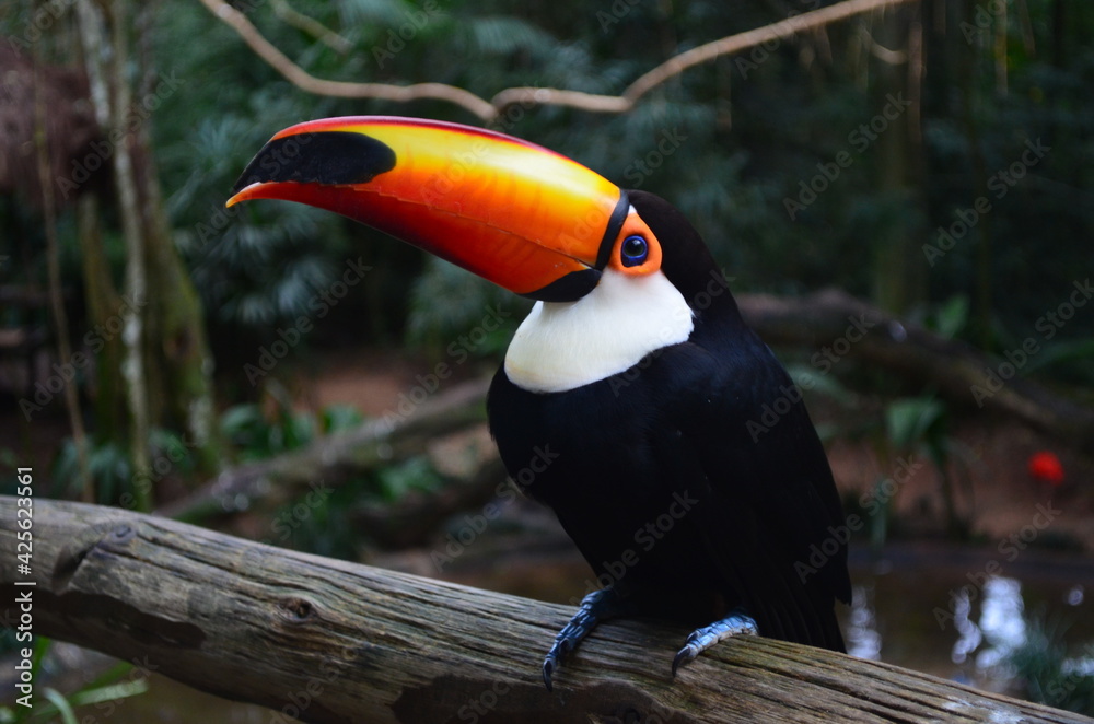 Fototapeta premium toucan on a tree