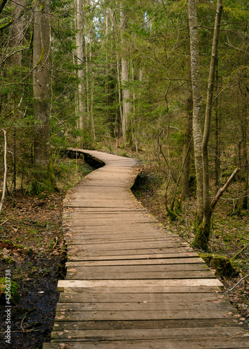 .Wooden bridges and roads in the forest, spring forest, Belovezhskaya Pushcha, Poland, Europe. Nature reserve
